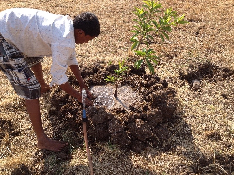 Watering tress 2014